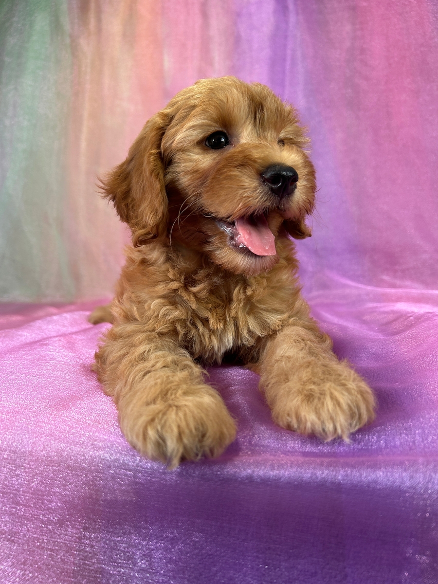 F1b Female Mini Goldendoodle Puppy for Sale DOB 4-22-2025 $1200